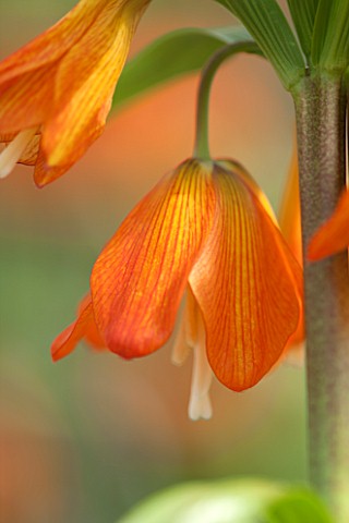 JACQUES_AMAND_CLOSE_UP_OF_FRITILLARIA_IMPERIALIS_EDUARDII__CROWN_IMPERIAL_BULB_SPRING