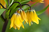 JACQUES AMAND: CLOSE UP OF FRITILLARIA IMPERIALIS YELLOW EARLY PASSION - CROWN IMPERIAL, BULB, SPRING