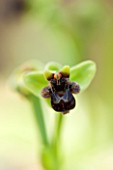RHS GARDEN , WISLEY, SURREY: CLOSE UP OF OPHRYS BOMBYLIFLORA - THE BUMBLEBEE ORCHID - ALPINE, SPRING