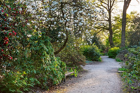 RHS_GARDEN__WISLEY_SURREY_PATH_BESIDE_BENCH_OVERHUNG_WITH_MAGNOLIA_BRZZONII__SPRING_BLOSSOM