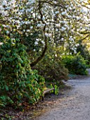 RHS GARDEN , WISLEY, SURREY: PATH BESIDE BENCH OVERHUNG WITH MAGNOLIA BRZZONII - SPRING, BLOSSOM