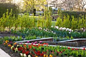RHS GARDEN , WISLEY, SURREY: TULIPS AND WALLFLOWERS - SPRING, BLOSSOM