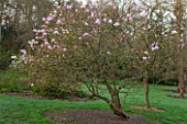 SPINNERS GARDEN AND NURSERY, HAMPSHIRE: MAGNOLIA PINKIE - SPRING, BLOSSOM