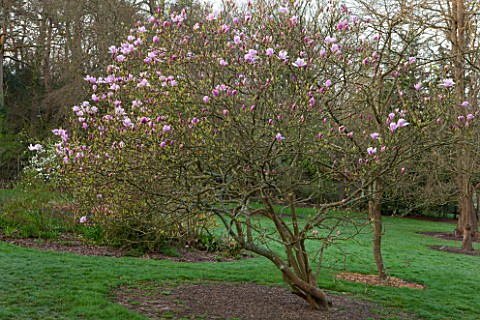 SPINNERS_GARDEN_AND_NURSERY_HAMPSHIRE_MAGNOLIA_PINKIE__SPRING_BLOSSOM