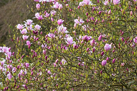 SPINNERS_GARDEN_AND_NURSERY_HAMPSHIRE_MAGNOLIA_PINKIE__SPRING_BLOSSOM