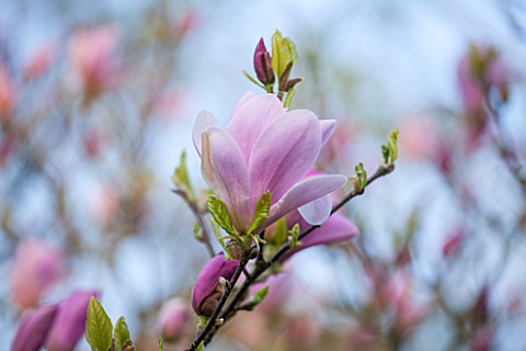 SPINNERS_GARDEN_AND_NURSERY_HAMPSHIRE_CLOSE_UP_OF_PINK_FLOWER_OF_MAGNOLIA_PINKIE__SPRING_BLOSSOM