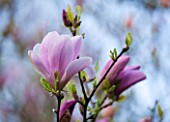 SPINNERS GARDEN AND NURSERY, HAMPSHIRE: CLOSE UP OF PINK FLOWER OF MAGNOLIA PINKIE - SPRING, BLOSSOM