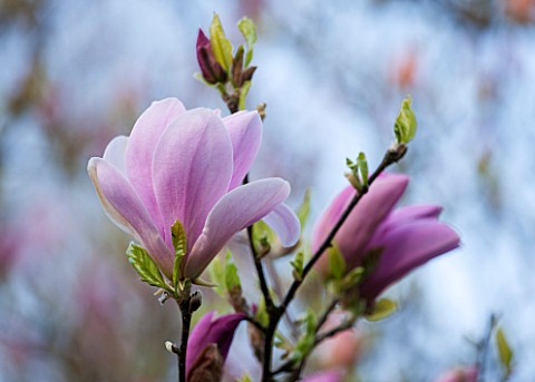 SPINNERS_GARDEN_AND_NURSERY_HAMPSHIRE_CLOSE_UP_OF_PINK_FLOWER_OF_MAGNOLIA_PINKIE__SPRING_BLOSSOM