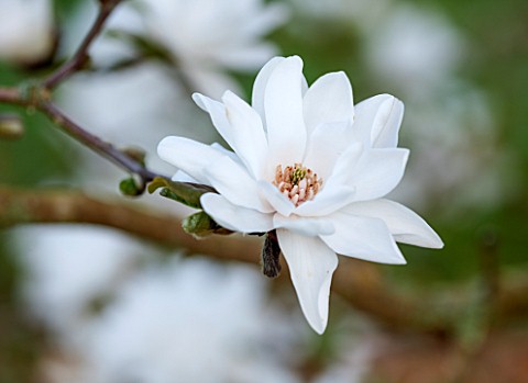 SPINNERS_GARDEN_AND_NURSERY_HAMPSHIRE_WHITE_FLOWER_OF_MAGNOLIA_PIROUETTE