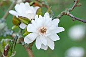 SPINNERS GARDEN AND NURSERY, HAMPSHIRE: WHITE FLOWER OF MAGNOLIA PIROUETTE
