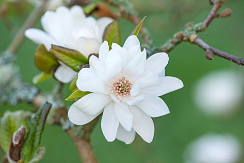 SPINNERS_GARDEN_AND_NURSERY_HAMPSHIRE_WHITE_FLOWER_OF_MAGNOLIA_PIROUETTE