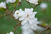 SPINNERS GARDEN AND NURSERY, HAMPSHIRE: WHITE FLOWER OF MAGNOLIA PIROUETTE