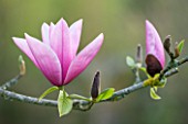 SPINNERS GARDEN AND NURSERY, HAMPSHIRE: PINK FLOWER OF MAGNOLIA STARWARS
