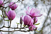 SPINNERS GARDEN AND NURSERY, HAMPSHIRE: PINK FLOWERS OF MAGNOLIA SERENE