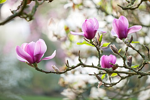 SPINNERS_GARDEN_AND_NURSERY_HAMPSHIRE_PINK_FLOWERS_OF_MAGNOLIA_SERENE