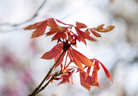 SPINNERS_GARDEN_AND_NURSERY_HAMPSHIRE_SPRING_LEAVES_OF_AESCULUS_NEGLECTA_ERYTHROBLASTUS__SUNSHINE_HO