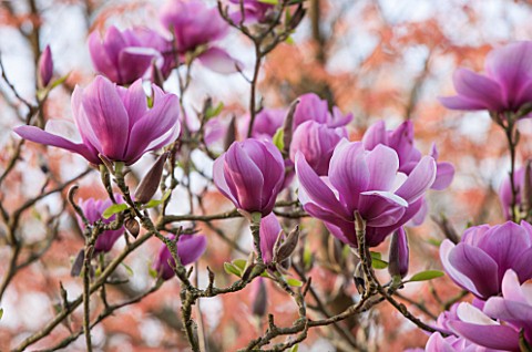 SPINNERS_GARDEN_AND_NURSERY_HAMPSHIRE_PINK_FLOWERS_OF_MAGNOLIA_SERENE___SPRING_BLOSSOM