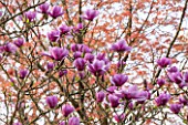 SPINNERS GARDEN AND NURSERY, HAMPSHIRE: PINK FLOWERS OF MAGNOLIA SERENE -  SPRING, BLOSSOM