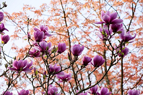 SPINNERS_GARDEN_AND_NURSERY_HAMPSHIRE_PINK_FLOWERS_OF_MAGNOLIA_SERENE___SPRING_BLOSSOM
