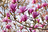 SPINNERS GARDEN AND NURSERY, HAMPSHIRE: PINK FLOWERS OF MAGNOLIA SERENE -  SPRING, BLOSSOM