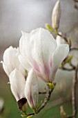 SPINNERS GARDEN AND NURSERY, HAMPSHIRE: WHITE FLOWERS OF MAGNOLIA SOULANGIANA BROZZONII -  SPRING, BLOSSOM