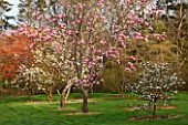 SPINNERS GARDEN AND NURSERY, HAMPSHIRE: SPRING BLOSSOM OF FLOWERING TREES IN MEADOW - MAGNOLIA STAR WARS AND PIROUTETTE AND BEHIND IS AESCULUS NEGLECTA ERYTHROBLASTUS