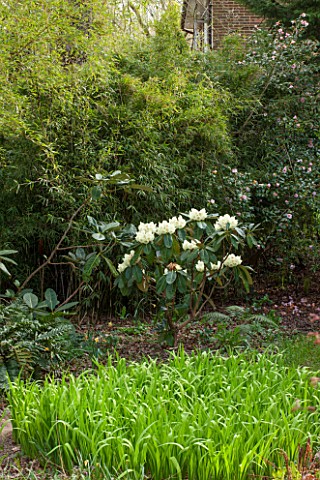 SPINNERS_GARDEN_AND_NURSERY_HAMPSHIRE_THE_WOODLAND_GARDEN_IN_SPRING