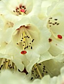 SPINNERS GARDEN AND NURSERY, HAMPSHIRE: CLOSE UP PLANT PORTRAIT OF A PALE LEMON FLOWER OF RHODODENDRON. FLOWERS, PETALS, SCENT, SCENTED, SHRUB, WOODLAND, SHADE