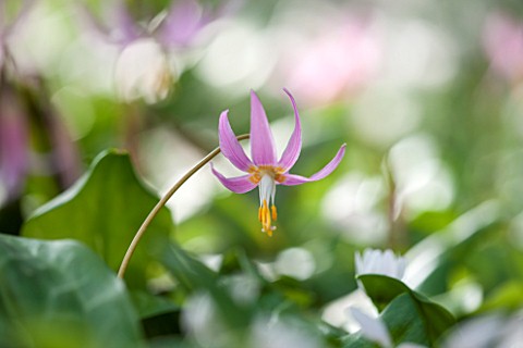 SPINNERS_GARDEN_AND_NURSERY_HAMPSHIRE_CLOSE_UP_OF_PLANT_PORTRAIT_OF_THE_PINK_FLOWERS_OF_ERYTHRONIUM_