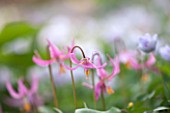 SPINNERS GARDEN AND NURSERY, HAMPSHIRE: CLOSE UP OF PLANT PORTRAIT OF THE PINK FLOWERS OF ERYTHRONIUM REVOLUTUM. DOGS TOOTH VIOLET, SPRING, APRIL