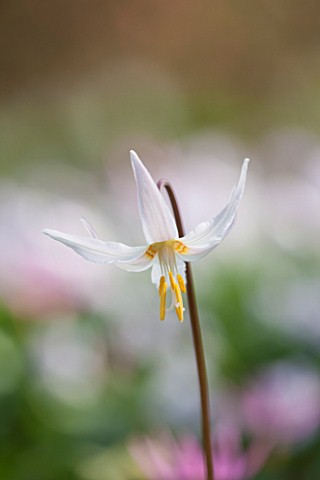 SPINNERS_GARDEN_AND_NURSERY_HAMPSHIRE_CLOSE_UP_PLANT_PORTRAIT_OF_THE_FLOWER_OF_ERYTHRONIUM_CALIFORNI