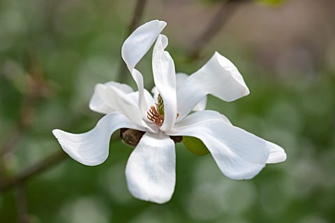 SPINNERS_GARDEN_AND_NURSERY_HAMPSHIRE_CLOSE_UP_PLANT_PORTRAIT_OF_THE_WHITE_FLOWER_OF_A_MAGNOLIA_SPRI