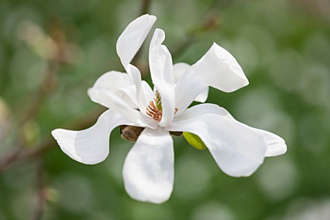 SPINNERS_GARDEN_AND_NURSERY_HAMPSHIRE_CLOSE_UP_PLANT_PORTRAIT_OF_THE_WHITE_FLOWER_OF_A_MAGNOLIA_SPRI