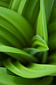 SPINNERS GARDEN AND NURSERY, HAMPSHIRE: GREEN LEAVES OF VERATRUM NIGRUM - SPRING, FOLIAGE, PERENNIAL, AMERICAN, HELLEBORE, BRIGHT, STRIPES, PATTERN