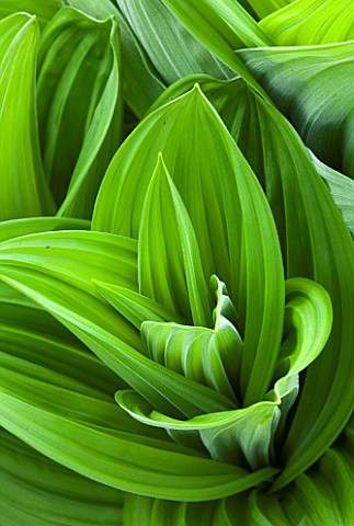 SPINNERS_GARDEN_AND_NURSERY_HAMPSHIRE_GREEN_LEAVES_OF_VERATRUM_NIGRUM__SPRING_FOLIAGE_PERENNIAL_AMER