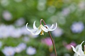SPINNERS GARDEN AND NURSERY, HAMPSHIRE: CLOSE UP PLANT PORTRAIT OF THE FLOWER OF ERYTHRONIUM CALIFORNICUM WHITE BEAUTY, DOGS TOOTH VIOLET. SPRING, APRIL, PERENNIAL