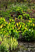 SPINNERS GARDEN AND NURSERY, HAMPSHIRE: BOG GARDEN. POND, POOL, WATER WITH LYSICHITON CAMTSCHATCENSIS AND AMERICANUS, ASIAN, SKUNK, CABBAGE, WHITE, SPATHES