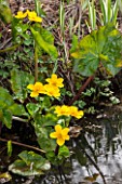 SPINNERS GARDEN AND NURSERY, HAMPSHIRE: BOG GARDEN. POND, POOL, WATER WITH CALTHA PALUSTRIS, MARSH, MARIGOLD, YELLOW, FLOWERS, BLOOMS, PERENNIAL