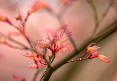 SPINNERS_GARDEN_AND_NURSERY_HAMPSHIRE_YOUNG_PINK_SPRING_LEAVES_OF_AN_ACER_IN_EARLY_SPRING_TREE_NEW_G