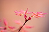 SPINNERS GARDEN AND NURSERY, HAMPSHIRE: YOUNG PINK SPRING LEAVES OF AN ACER IN EARLY SPRING. TREE, NEW, GROWTH, UNFURLING, MAPLE