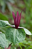 SPINNERS GARDEN AND NURSERY, HAMPSHIRE: CLOSE UP THE DARK RED FLOWER OF TRILLIUM CUNEATUM. WOOD, LILIES, SPECKLED, FOLIAGE, BLOOM, PINK