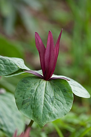 SPINNERS_GARDEN_AND_NURSERY_HAMPSHIRE_CLOSE_UP_THE_DARK_RED_FLOWER_OF_TRILLIUM_CUNEATUM_WOOD_LILIES_