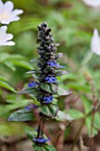 SPINNERS GARDEN AND NURSERY, HAMPSHIRE: CLOSE UP OF BLUE FLOWER OF AJUGA REPTANS CATLINS GIANT. PERENNIAL, DARK, PURPLE, WOODLAND, SHADE, SHADY, BUGLE, SPRING