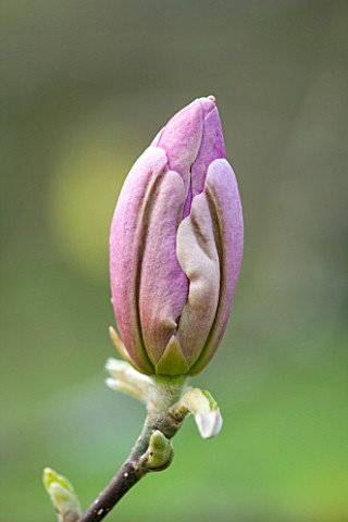SPINNERS_GARDEN_AND_NURSERY_HAMPSHIRE_CLOSE_UP_PLANT_PORTRAIT_OF_THE_EMERGING_BUD_OF_MAGNOLIA_PINKIE