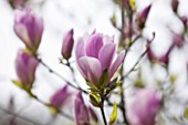 SPINNERS GARDEN AND NURSERY, HAMPSHIRE: CLOSE UP PLANT PORTRAIT OF THE PINK FLOWER OF MAGNOLIA PINKIE - SPRING, BLOSSOM, BLOOM, TREE