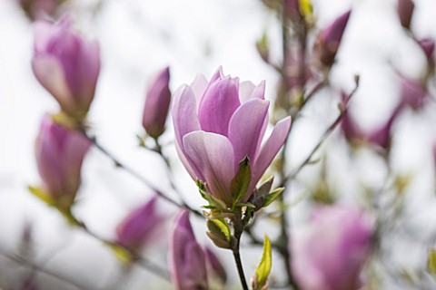 SPINNERS_GARDEN_AND_NURSERY_HAMPSHIRE_CLOSE_UP_PLANT_PORTRAIT_OF_THE_PINK_FLOWER_OF_MAGNOLIA_PINKIE_