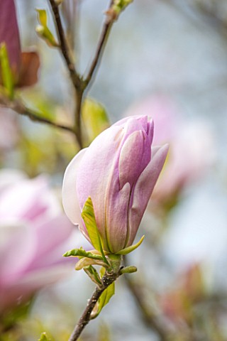 SPINNERS_GARDEN_AND_NURSERY_HAMPSHIRE_CLOSE_UP_PLANT_PORTRAIT_OF_THE_EMERGING_BUD_OF_MAGNOLIA_PINKIE
