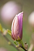 SPINNERS GARDEN AND NURSERY, HAMPSHIRE: CLOSE UP PLANT PORTRAIT OF THE EMERGING BUD OF MAGNOLIA PINKIE - SPRING, BLOSSOM, PINK, FLOWER, BLOOM, TREE