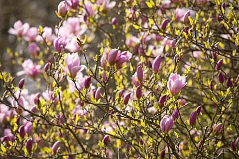 SPINNERS_GARDEN_AND_NURSERY_HAMPSHIRE_PINK_FLOWERS_OF_MAGNOLIA_PINKIE__SPRING_BLOSSOM