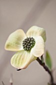 SPINNERS GARDEN AND NURSERY, HAMPSHIRE: CLOSE UP PLANT PORTRAIT OF THE WHITE FLOWER OF CORNUS FLORIDA. DECIDUOUS, FLOWERING, DOGWOOD, SPRING, WOODLAND